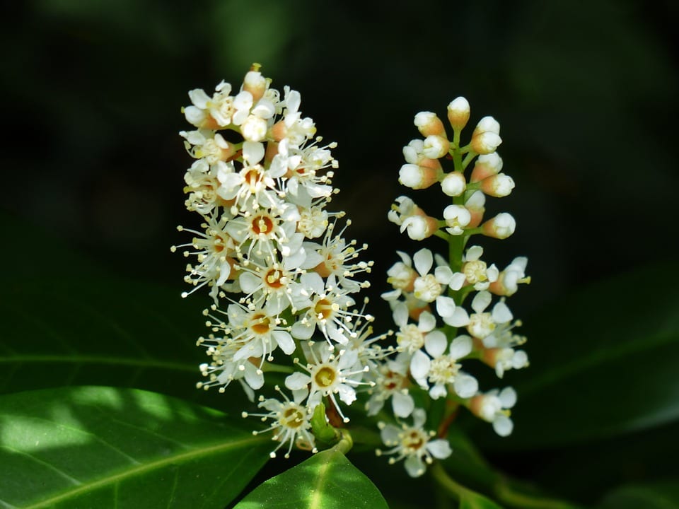 Laurel cerezo (Prunus laurocerasus): cultivo, seto y poda