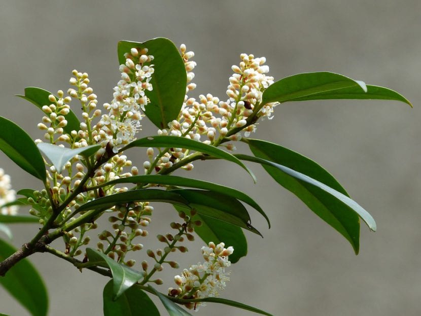 Hojas grandes y brillantes del laurel cerezo