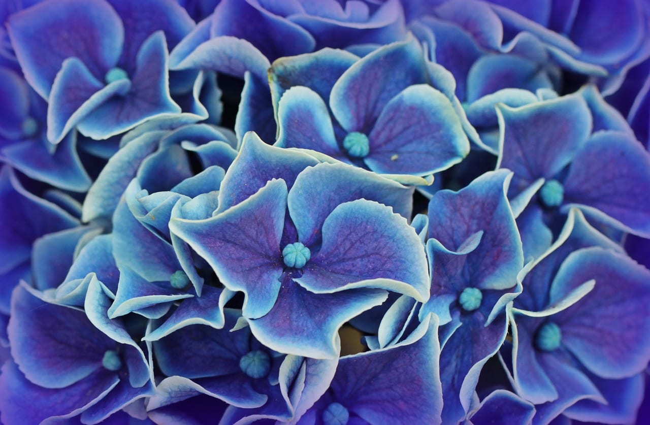 Cuidados de las hortensias: riego, poda y color de la flor