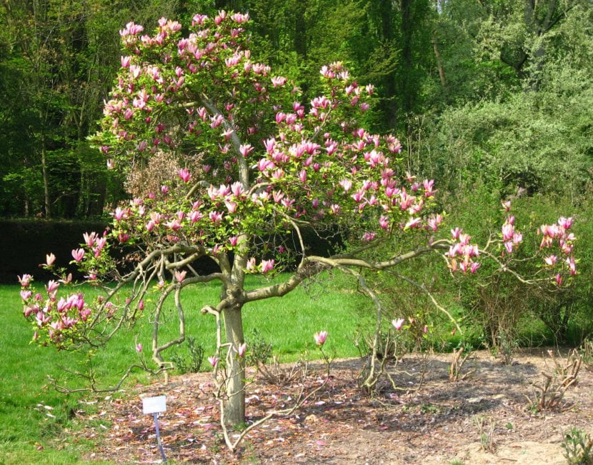 Magnolia liliiflora Nigra en flor