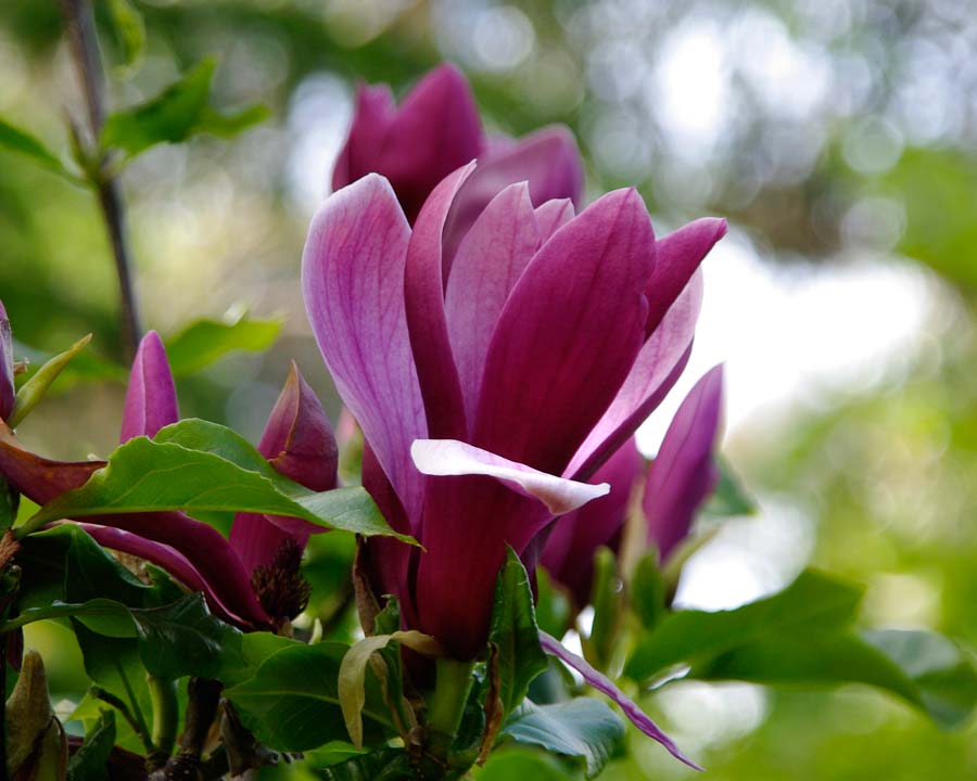 Magnolia liliiflora: cuidados, suelo, riego y poda