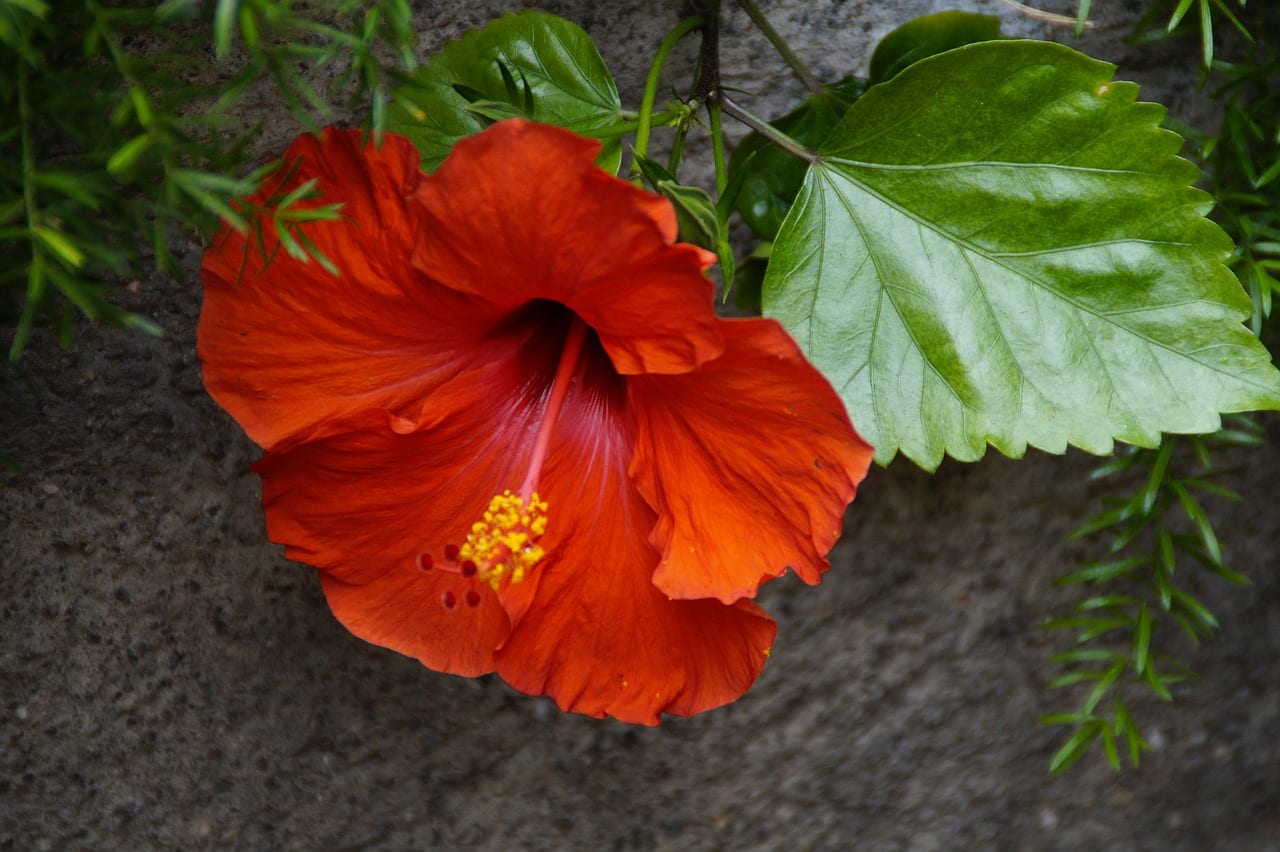 Hibiscus en invierno: proteger, regar y podar bien