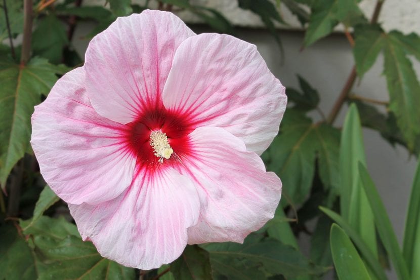 Arbusto de hibisco con flores abiertas