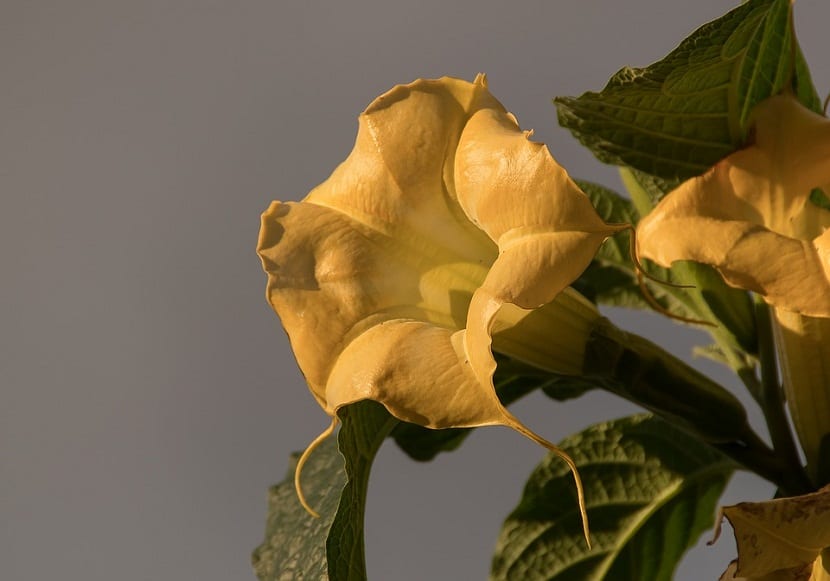 Arbusto de Brugmansia con grandes flores colgantes en forma de trompeta