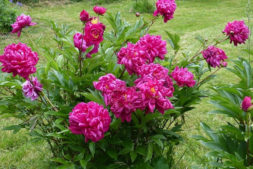 Peonías en flor en un jardín