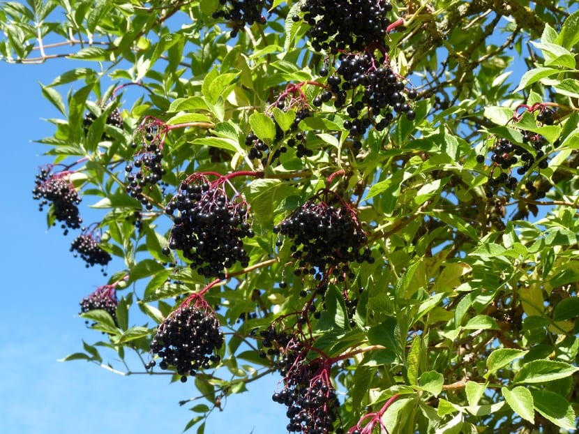 Arbusto de saúco en flor