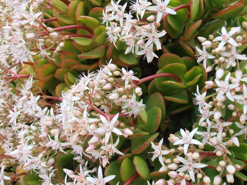 Planta de jade: cultivo, riego, luz y poda de Crassula ovata