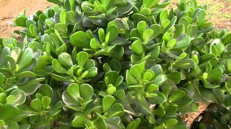 Planta de jade adulta con tronco leñoso