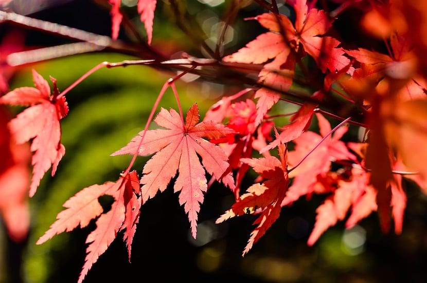Arce japonés: cultivo, riego, poda y variedades