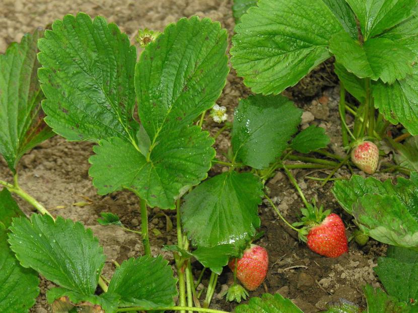 Cómo plantar fresas: suelo, riego, variedades y cosecha