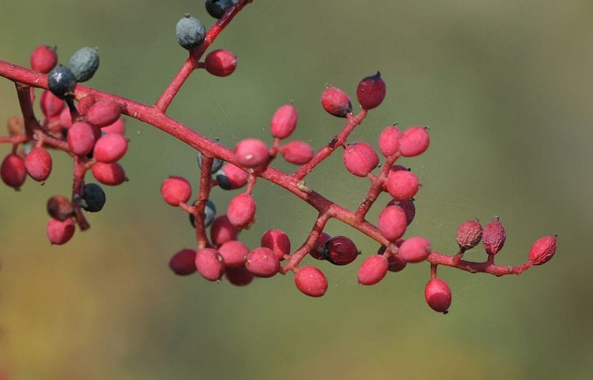 Frutos de Pistacia terebinthus en distintos estados de maduración