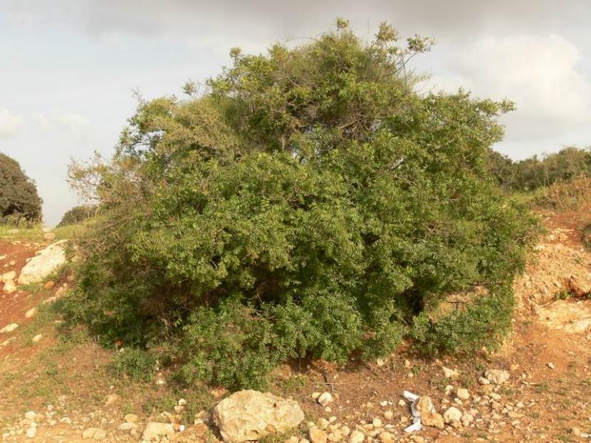 Cornicabra (Pistacia terebinthus): guía de cultivo