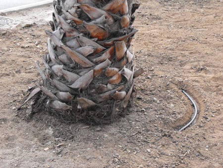 Palmeras en exterior: especies, plantación y cuidados