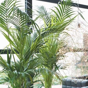 Kentia adulta cultivada como planta de interior