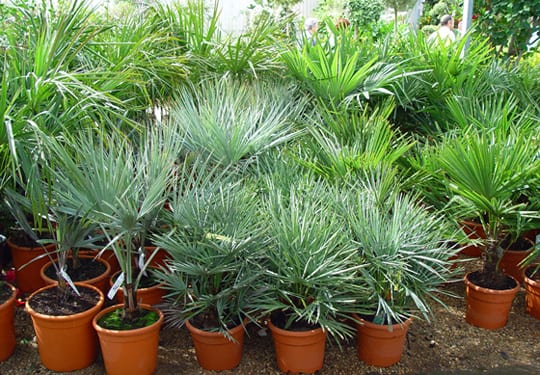 Palmeras de interior: especies, luz, sustrato y riego