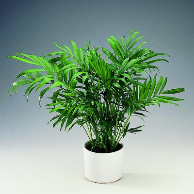 Palmera joven en maceta junto a una ventana interior