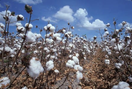 Campo de algodón en producción