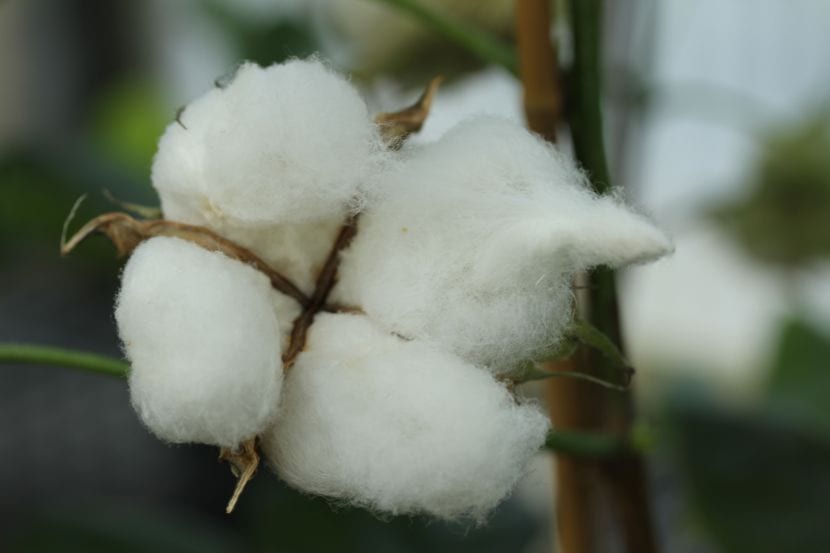 Cultivo del algodón: siembra, riego y recolección