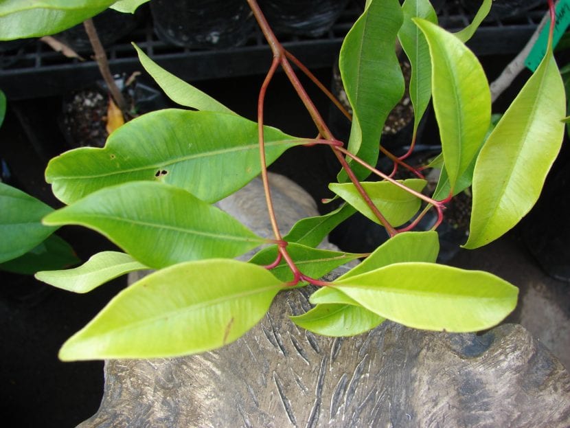 Hojas de Syzygium aromaticum, el árbol del clavo de olor