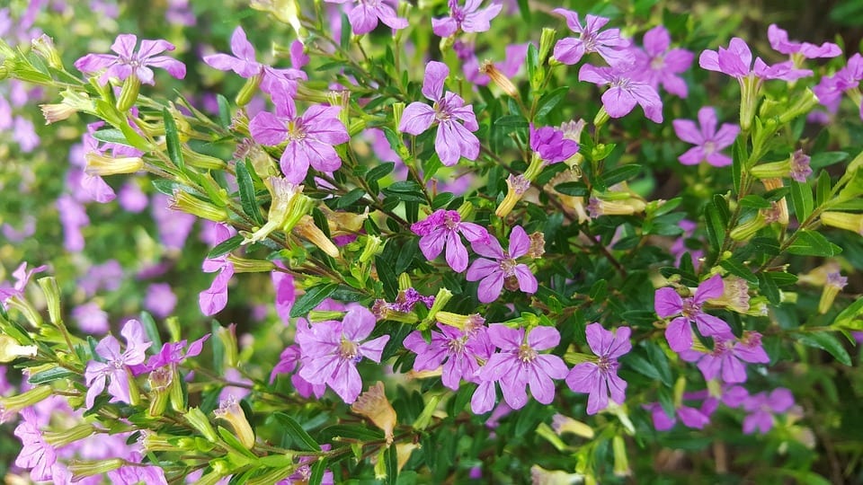 Cuphea hyssopifolia: cultivo, poda y resistencia al frío