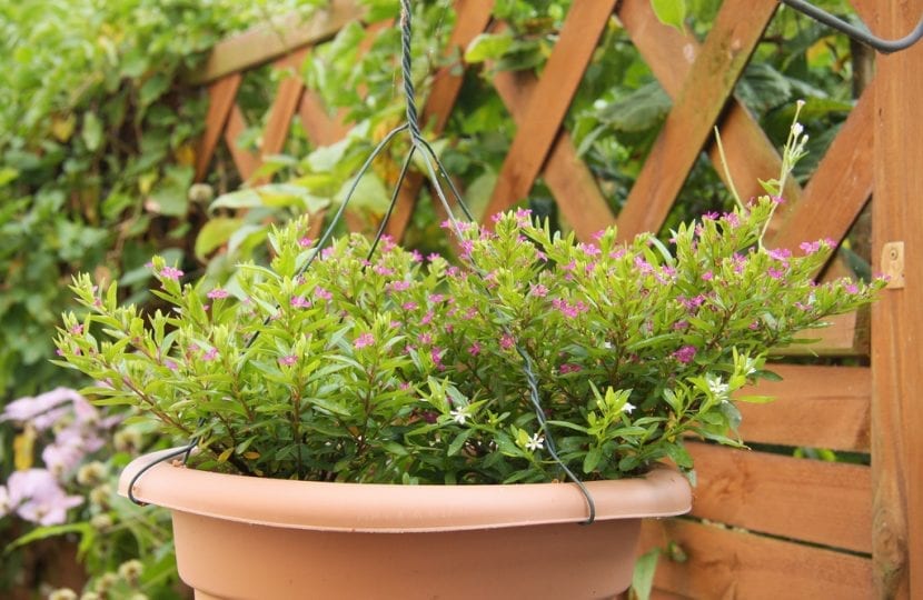 Cuphea hyssopifolia cultivada en maceta