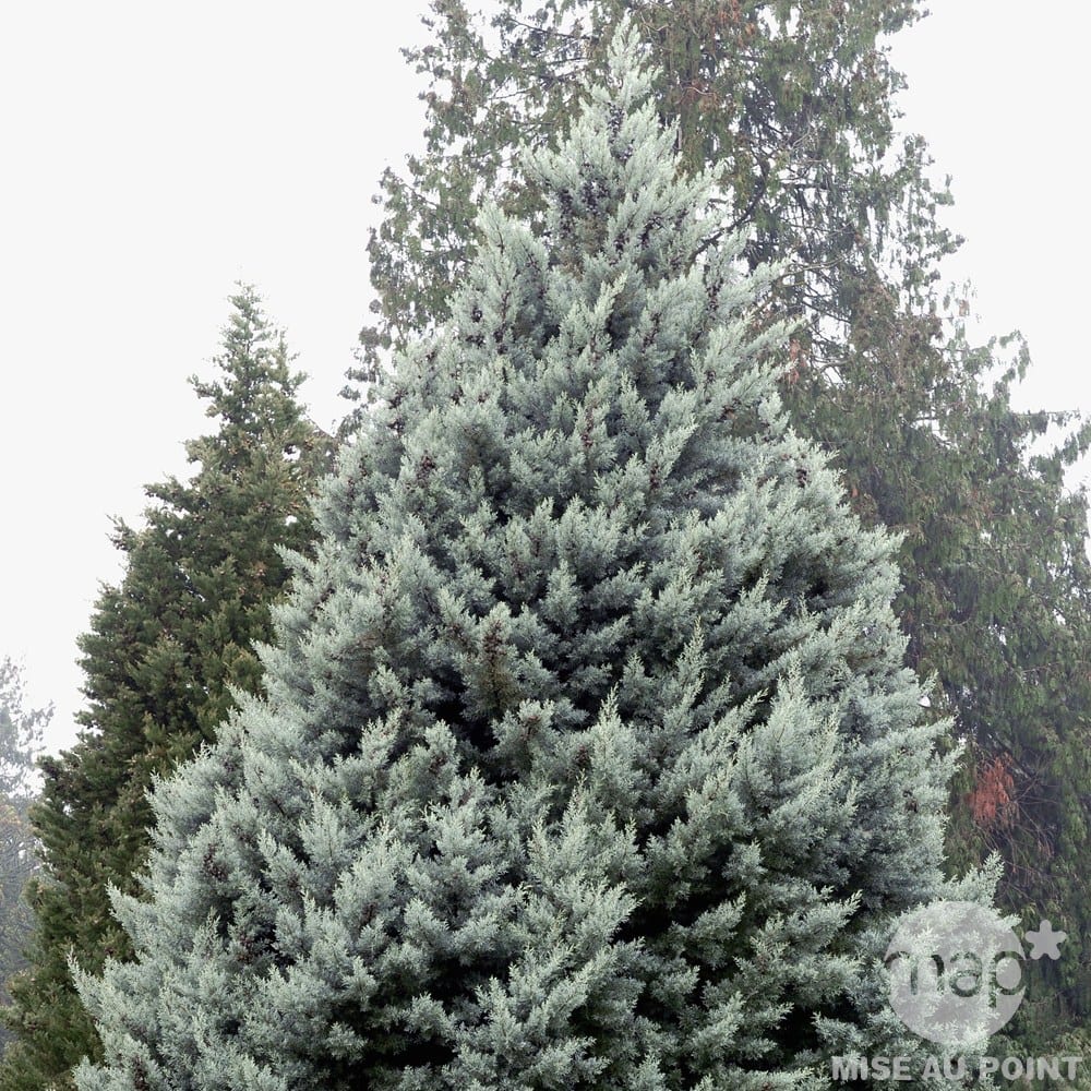 Cupressus arizonica Glauca: cultivo, poda y plagas