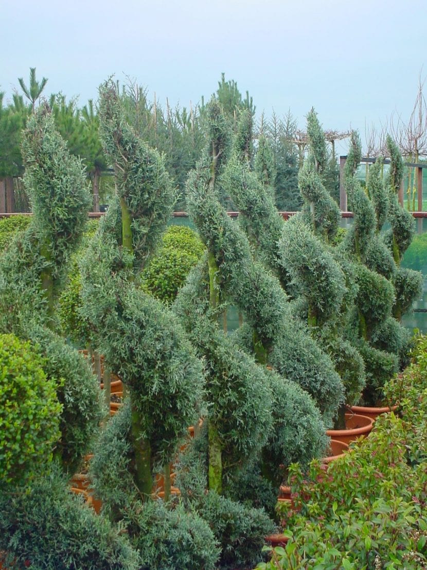 Ejemplar de Cupressus arizonica Glauca recortado en forma de topiaria
