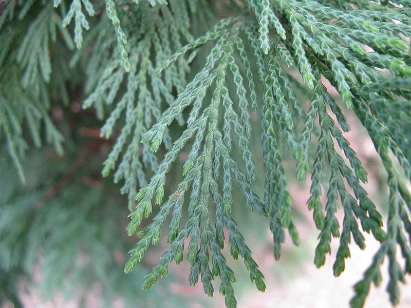 Follaje de Cupressus x leylandii en un seto