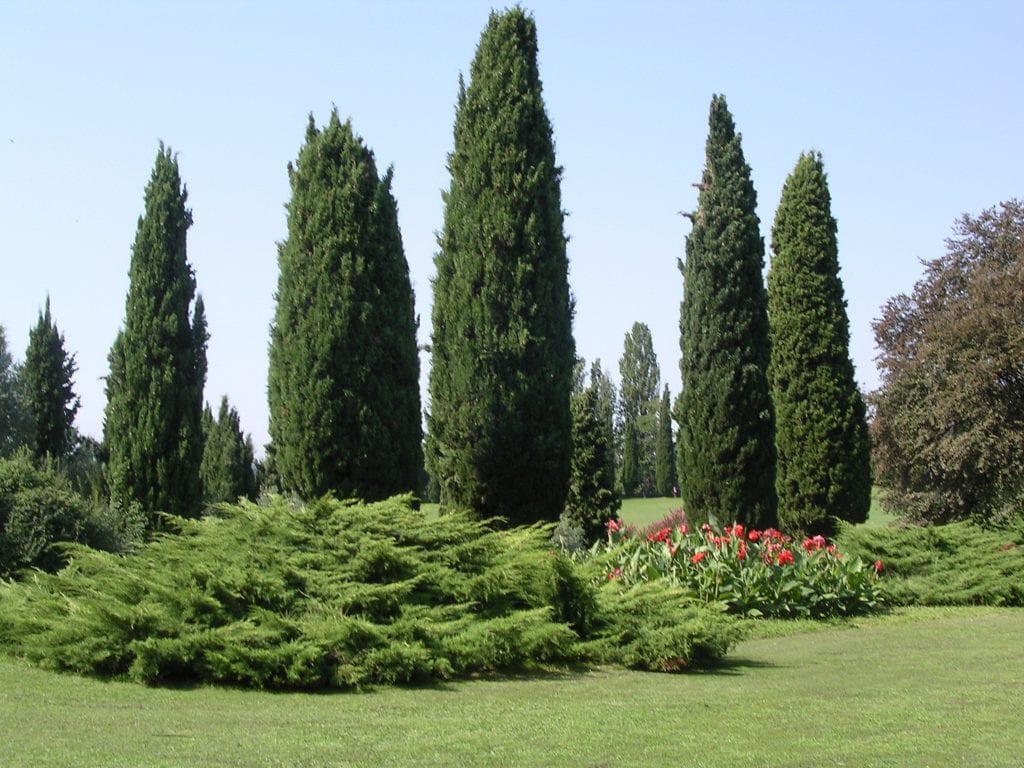 Cupressus leylandii: el seto rápido y su mantenimiento