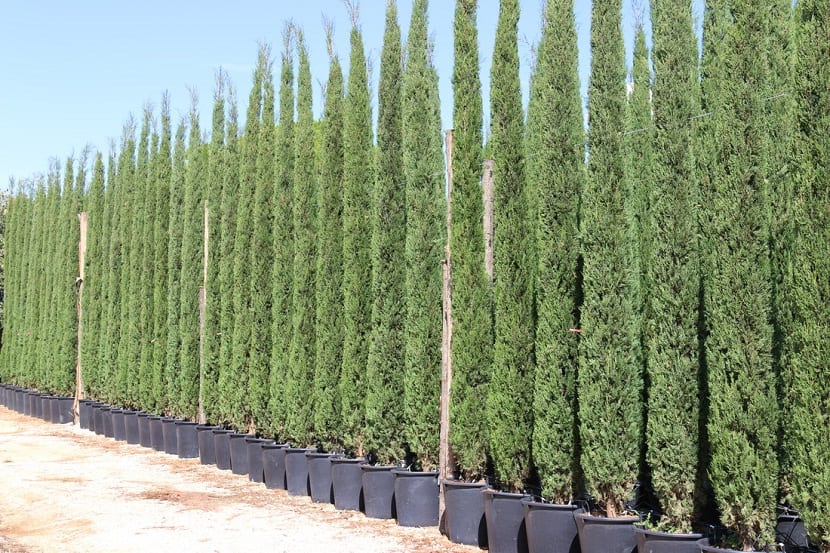 Fila de macetas con pequeños cipreses en vivero
