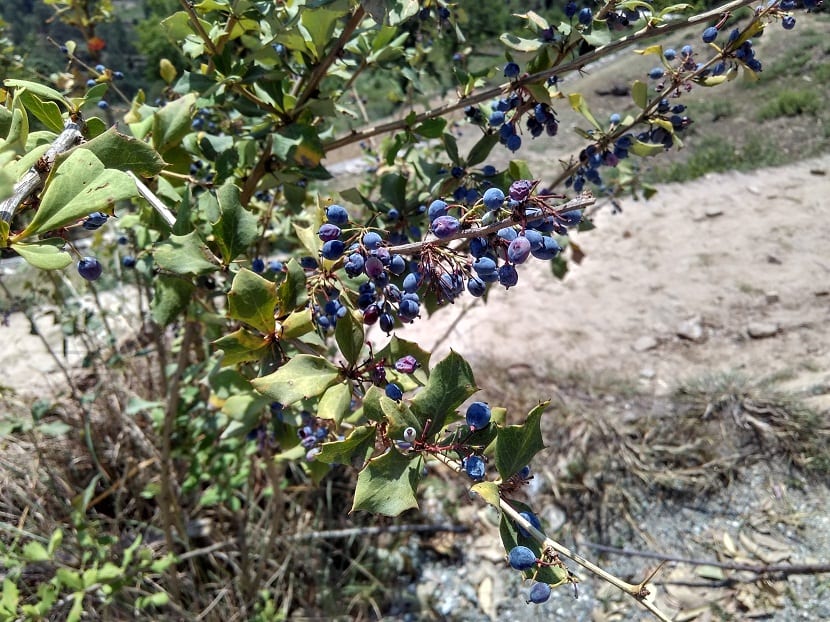 Arbusto de Berberis aristata cargado de bayas moradas