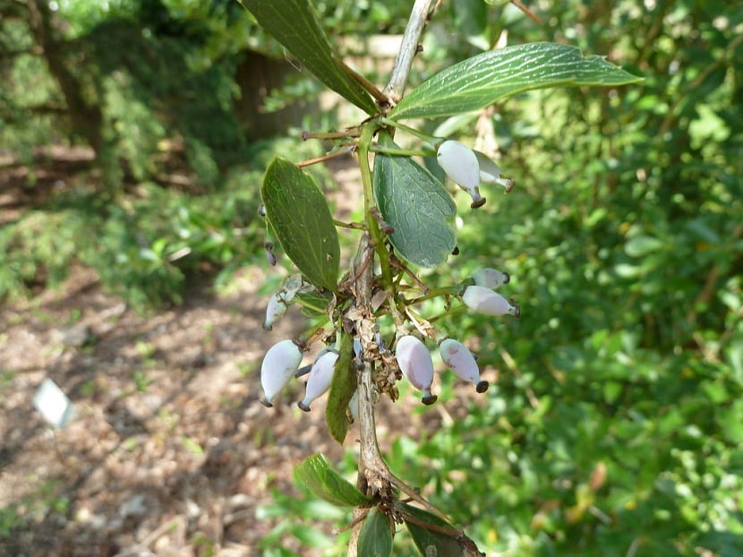 Bayas claras colgando de la rama de un Berberis aristata