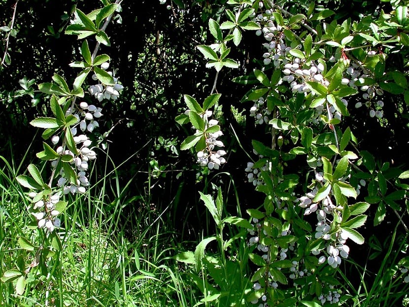 Berberis aristata: cultivo, poda y seto espinoso defensivo