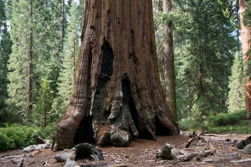 Ejemplar adulto de Sequoiadendron giganteum con su tronco cónico y corteza rojiza