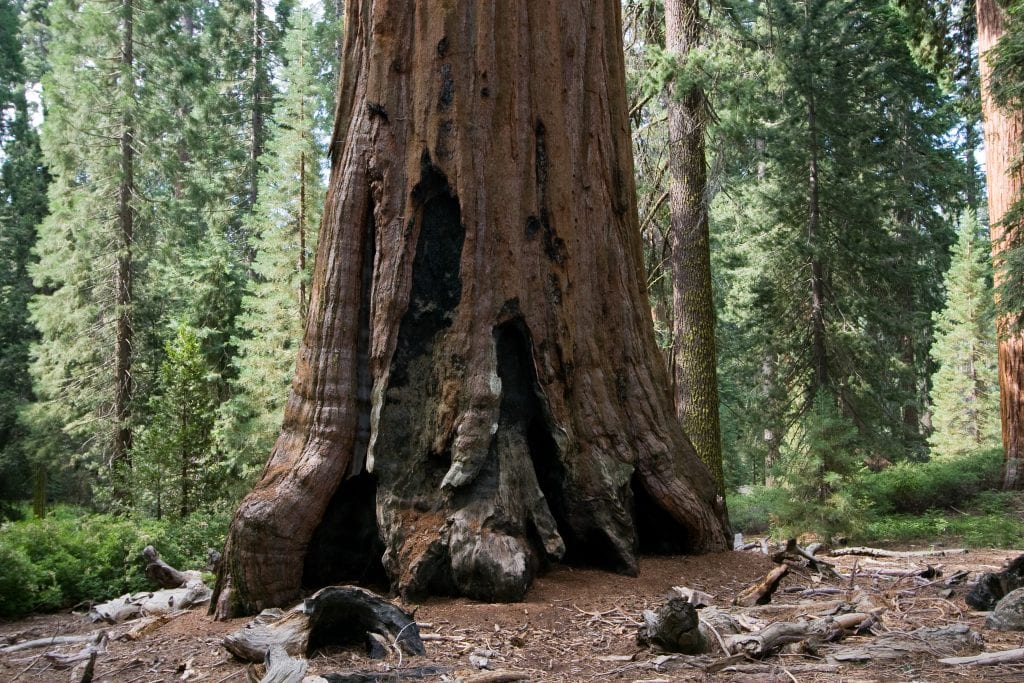 Secuoya gigante: el árbol más voluminoso, datos y cultivo