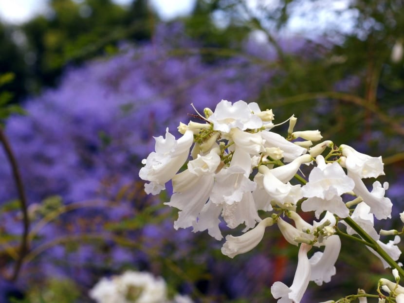 Jacarandá en flor, especie de crecimiento rápido y madera poco resistente
