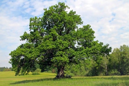 Copa de un Quercus adulto, ejemplo de árbol de crecimiento lento y madera densa