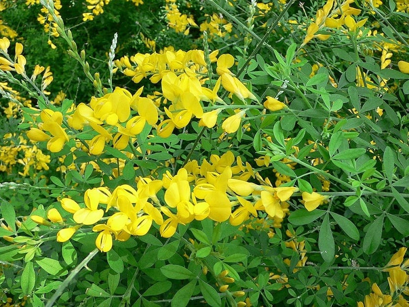 Cytisus maderensis: cultivo, poda y riego del escobón