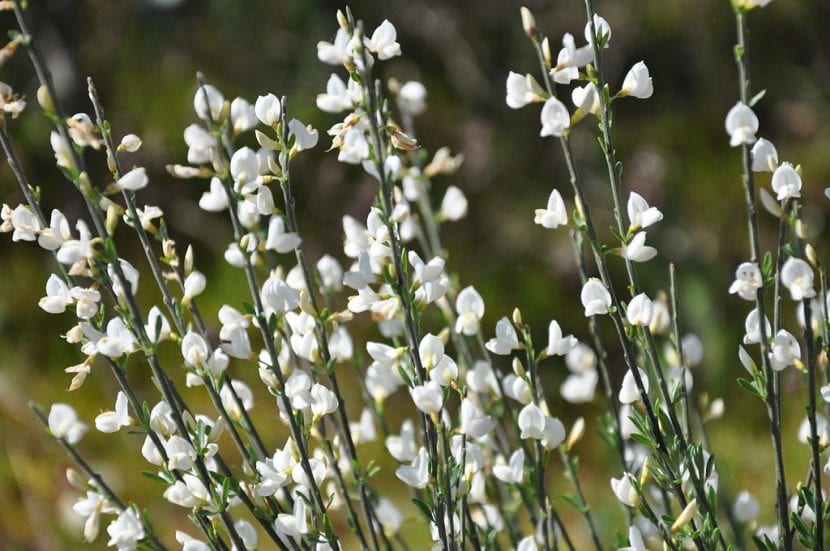 Flores blancas de Cytisus multiflorus cubriendo las ramas