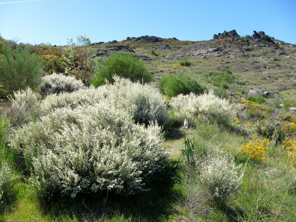 Cytisus multiflorus: cuidados de la escoba blanca