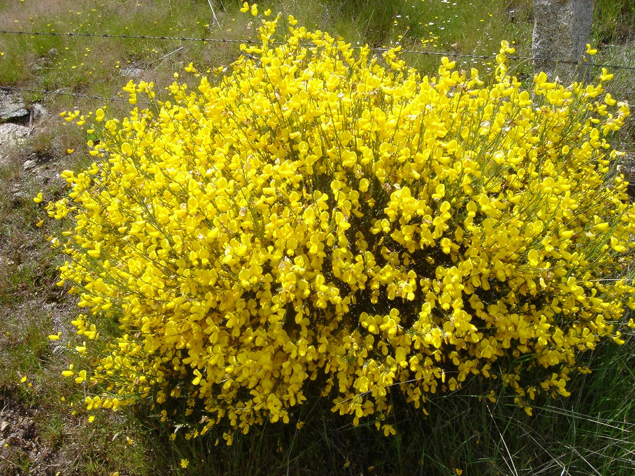 Piorno serrano (Cytisus oromediterraneus): guía de cultivo