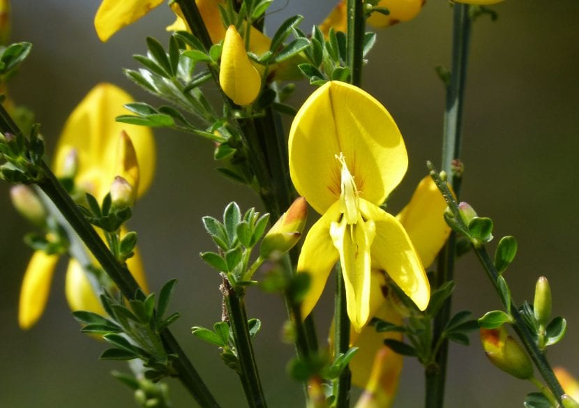 Cytisus scoparius cubierto de flores amarillas en primavera