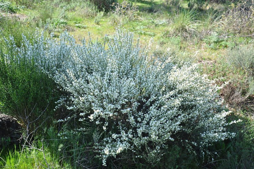 Cytisus multiflorus, la escoba blanca del oeste peninsular