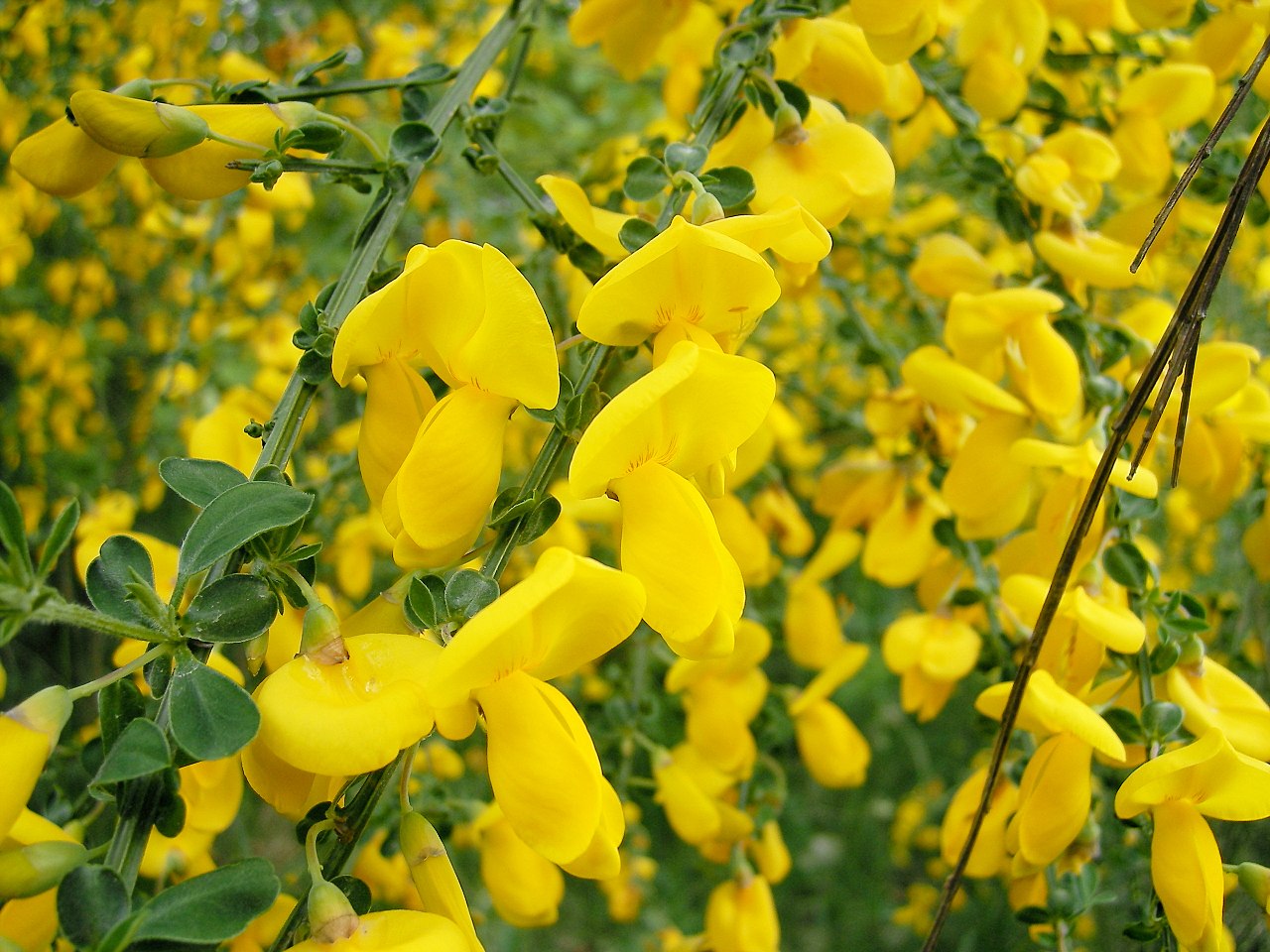 Cytisus: especies, cultivo y poda de las escobas y piornos