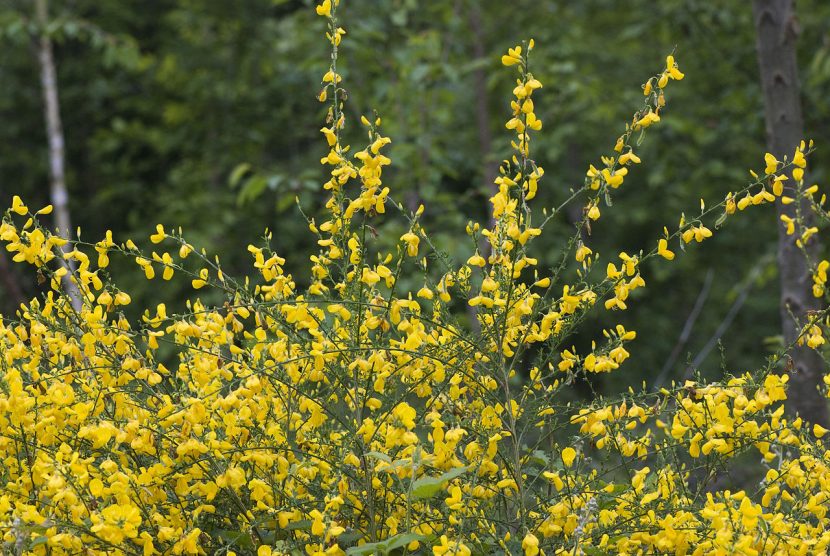 Arbusto de Cytisus scoparius cubierto de flores amarillas