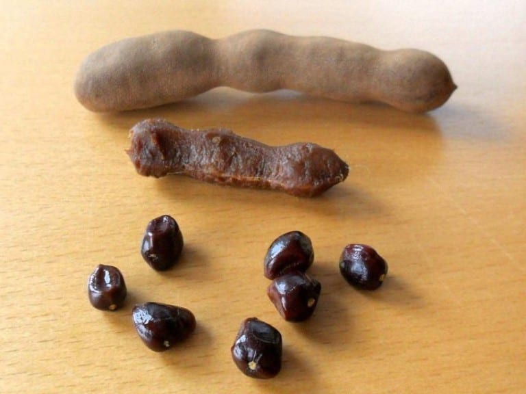 Semillas de tamarindo listas para la siembra
