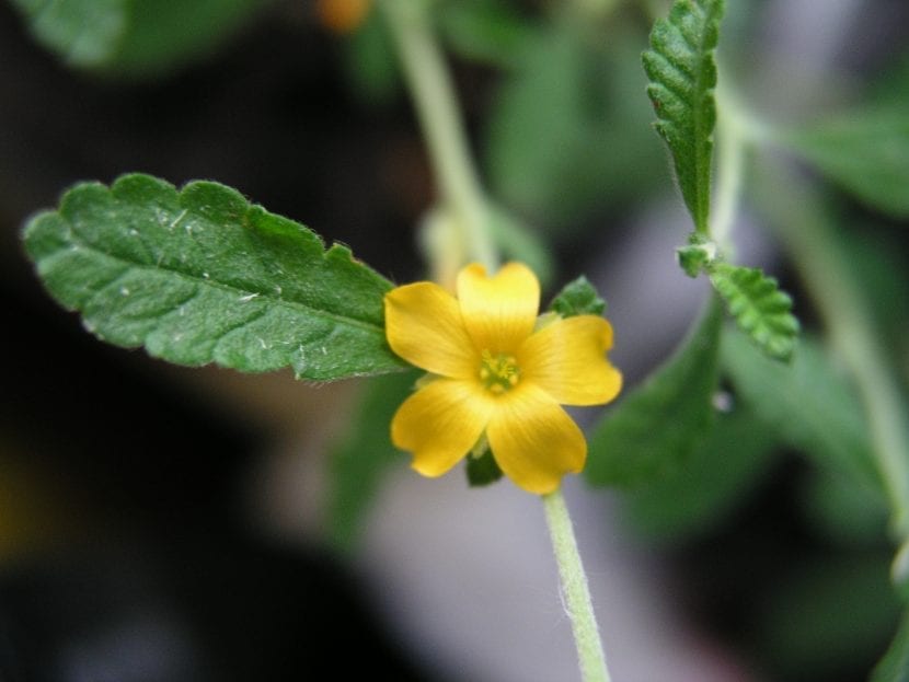 Mata de Turnera diffusa creciendo en suelo seco y pedregoso