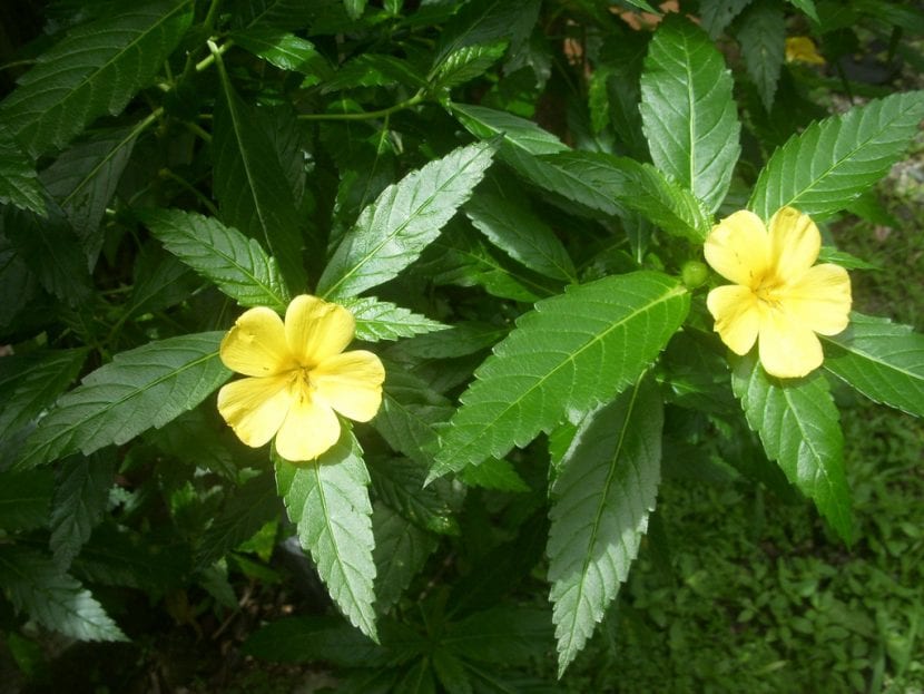 Flor amarilla de damiana abierta por la mañana