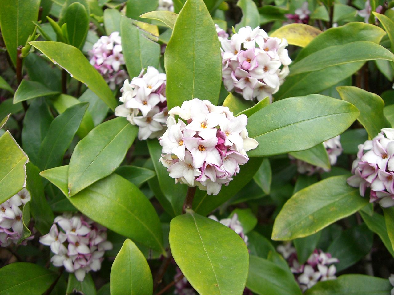 Daphne odora: cultivo, poda y multiplicación del arbusto