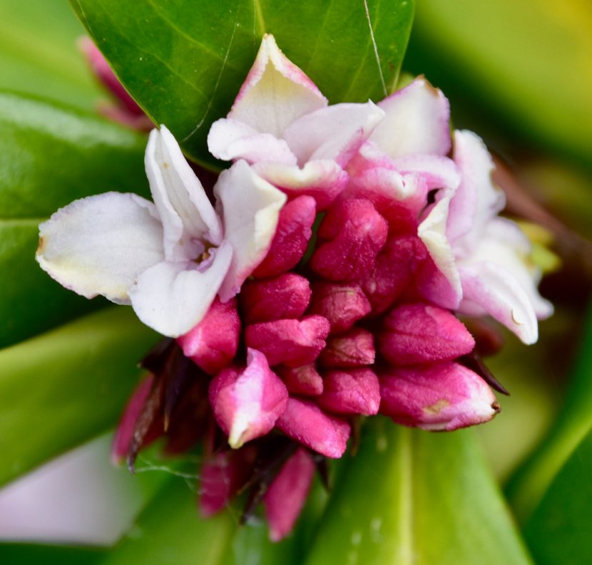 Detalle de las flores rosadas y perfumadas de la Daphne odora